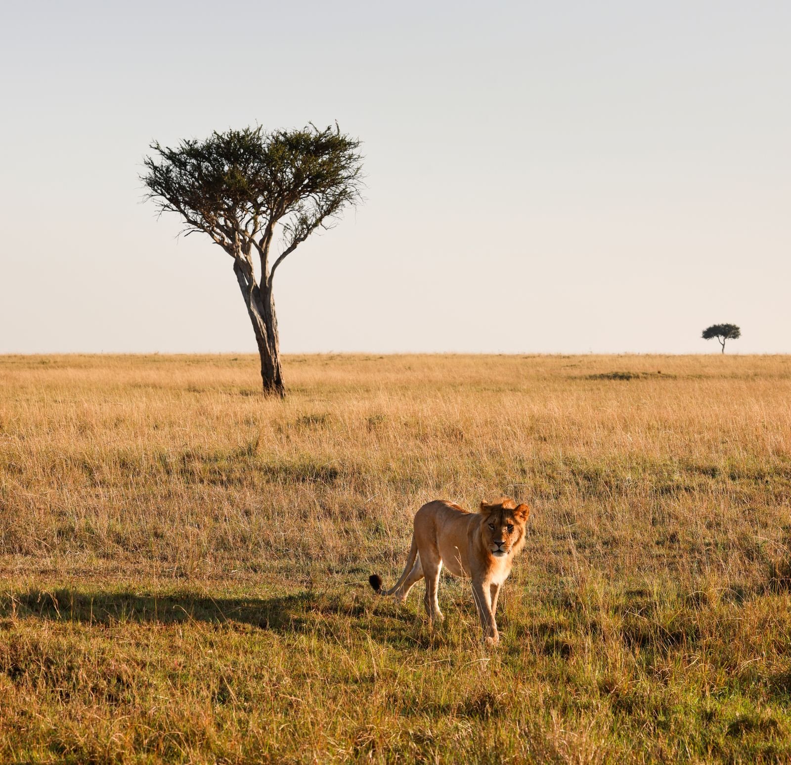 Kenia, Kenia